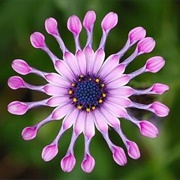 African Daisy