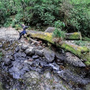 Motutapare Hut Walk, Katikati
