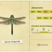 Darner Dragonfly