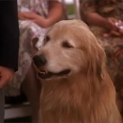 Shadow (Homeward Bound)