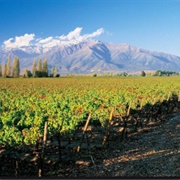 Do Wine Tasting and Tour in Chile