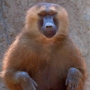 Guinea Baboon
