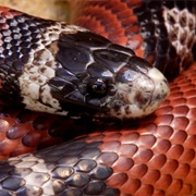 Sinaloan Milksnake