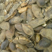 Yeheb Bush (Cordeauxia Edulis)