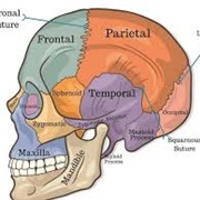 Cranial Osteopathy