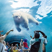 Stand Beneath a Polar Bear (MB)