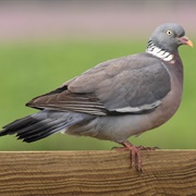 Common Wood-Pigeon