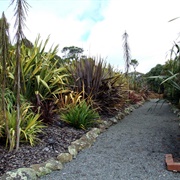 Wiltons Bush Walk Wellington