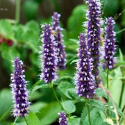 Anise Hyssop