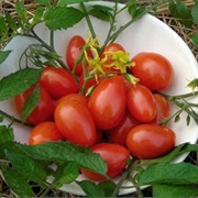Date Tomatoes