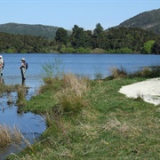 Lake Okaro Walk, Rotorua