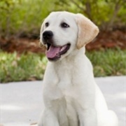 Marley (Marley & Me)