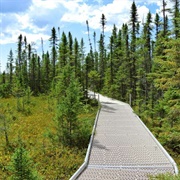 Big Bog Boardwalk, Waskish MN