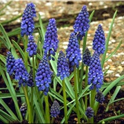 Grape Hyacinth