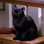 Salem (Sabrina)