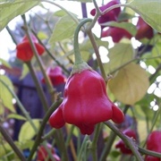 Bishop's Crown Pepper