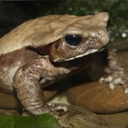 Smooth-Sided Toad