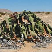 Seen a Welwitschia