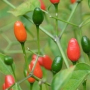 Pequin Pepper
