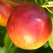 Red Gold Peach