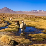 Altiplano, Argentina-Peru