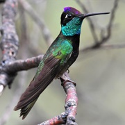 Rivoli's Hummingbird