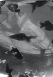 Bocal Aux Poissons-Rouges (1895)