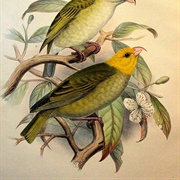 Lanai Hookbill