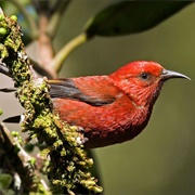 Laysan Honeycreeper
