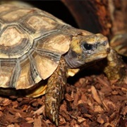 Home's Hinge-Back Tortoise