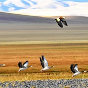 Chang Tang Nature Reserve, China