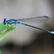 Azure Bluet