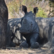 Track Rhinos in Zimbabwe