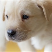 Had a Pet Before Being a Teenager