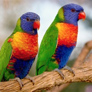 Lories/Lorikeets