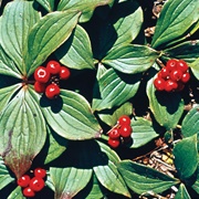 Bunchberry