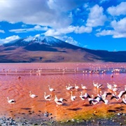 Laguna Colorada