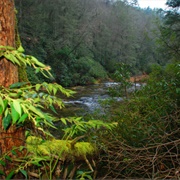 Poe Creek State Forest