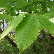 American Beech
