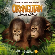 Orangutan Jungle School