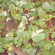 Nardoo (Marsilea Drummondii)