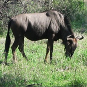 Watch the Wildebeest Migration in the Mara and See the Big Five