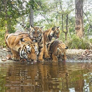 Tiger Sanctuary Asia