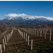 Cobo Winery, Albania
