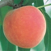 Roza Peach