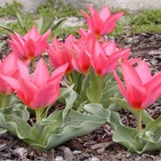 Greigii Tulip