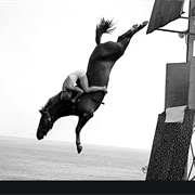 Diving Horse
