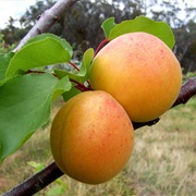 Siberian Apricot (Prunus Sibirica)