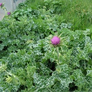 Milk Thistle