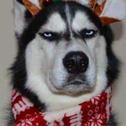 Get to the Point Where You're Pretty Sure Your Own Dog Is Sick of You